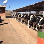 Cows lined up for the practical session.